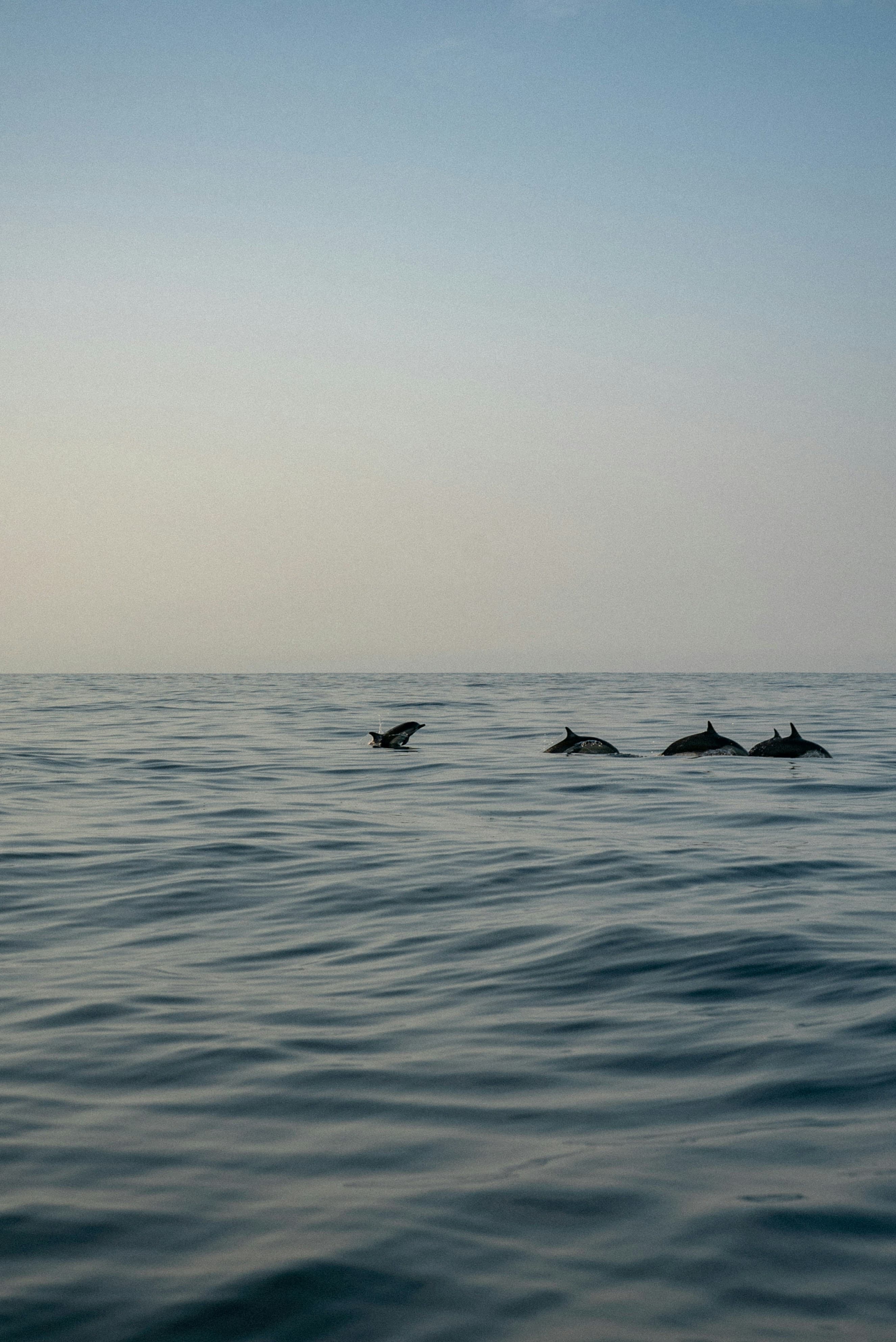 Coastal adventures and lazy beach days await: our Puerto Vallarta travel guide